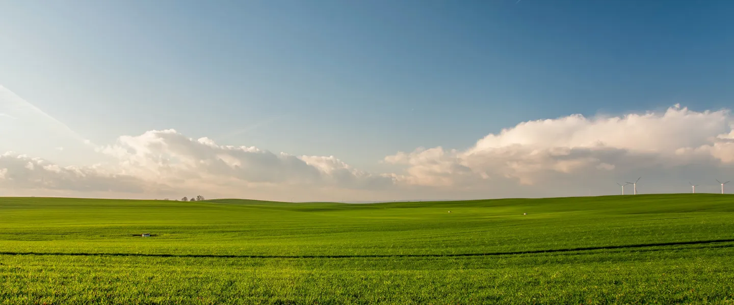 open field grass