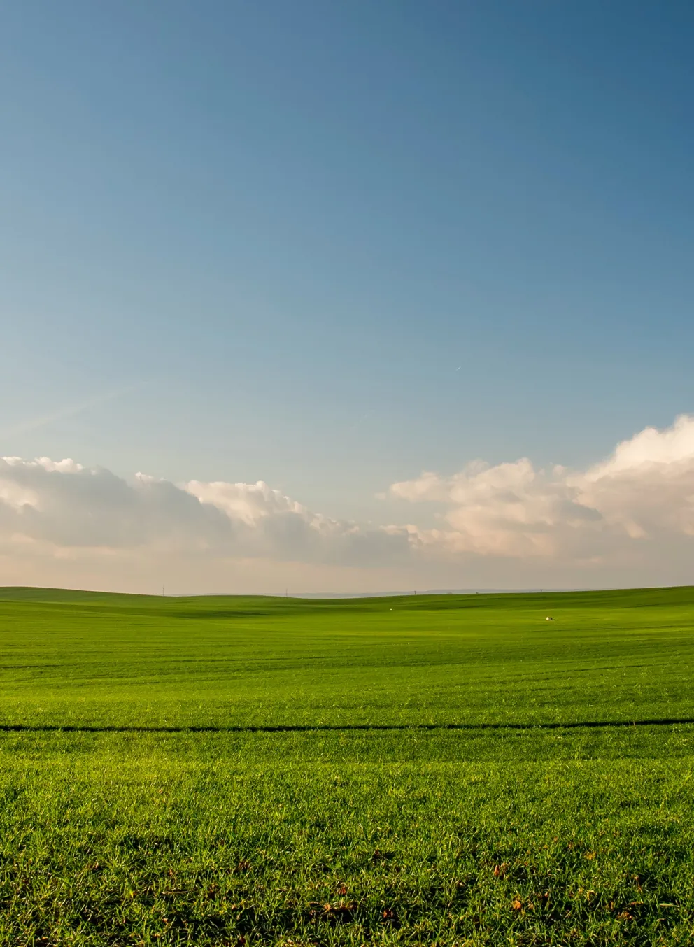 open field grass
