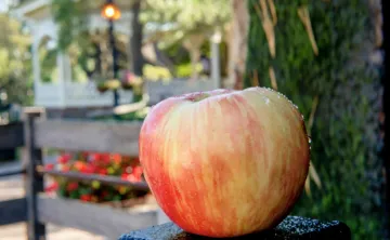 peddlers village